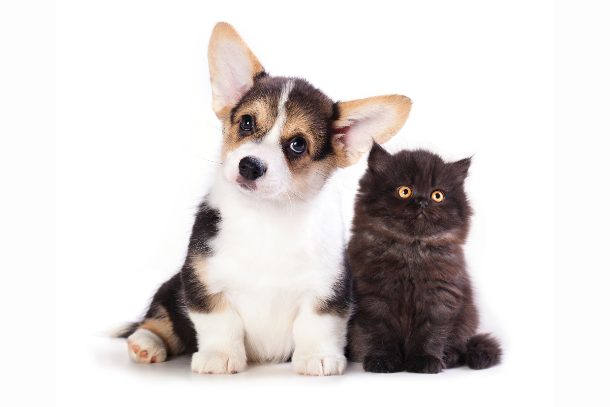 un chiot tricolore et un chaton noir sont assis côte à côte