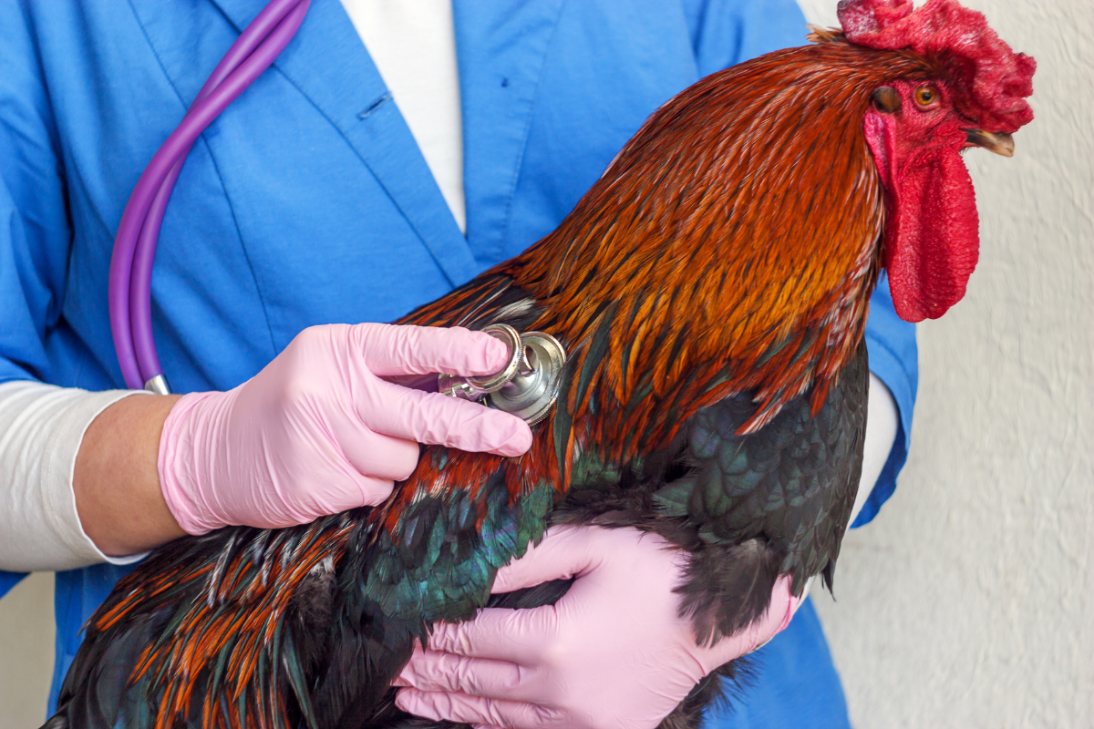 un coq examiné par une vétérinaire qui écoute son coeur avec un stéthoscope