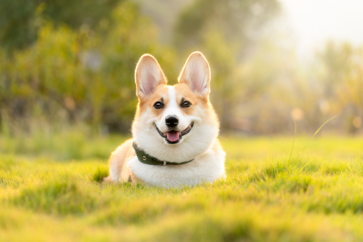 un corgi assis dans l'herbe et regarde l'objectif