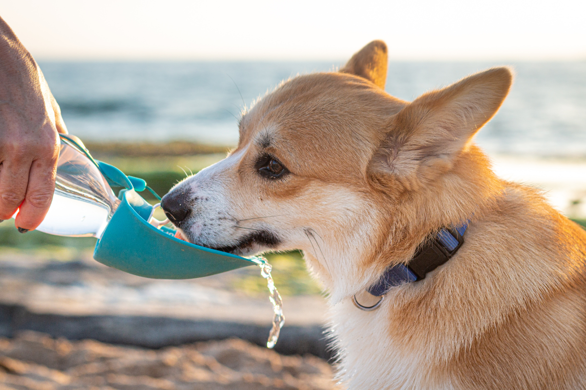 un corgi boit à l'aide d'une pelle sur le goulot d'une bouteille d'eau qu'une personne lui tend