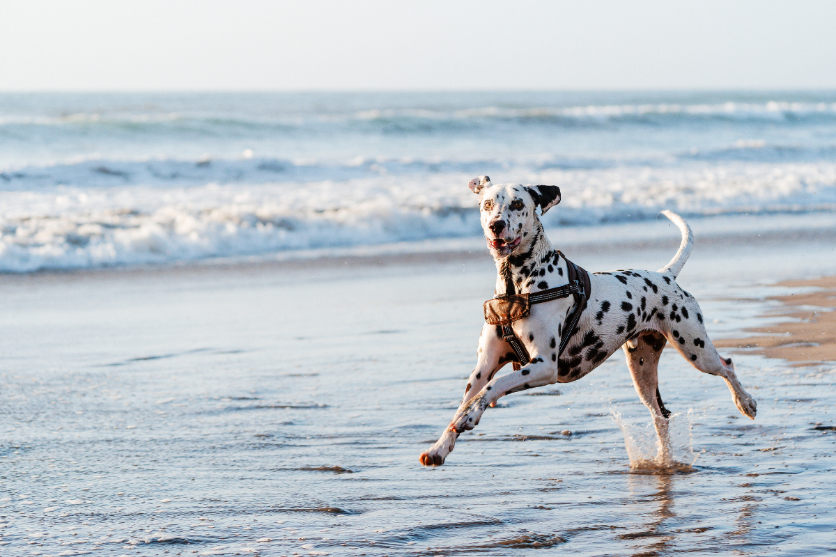 un dalmatien court au bourd d'une plage
