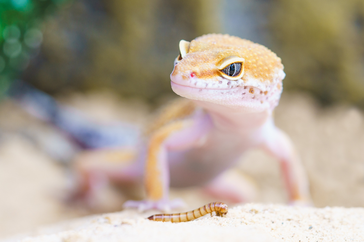 un gecko léopard sur le sable devant un asticot
