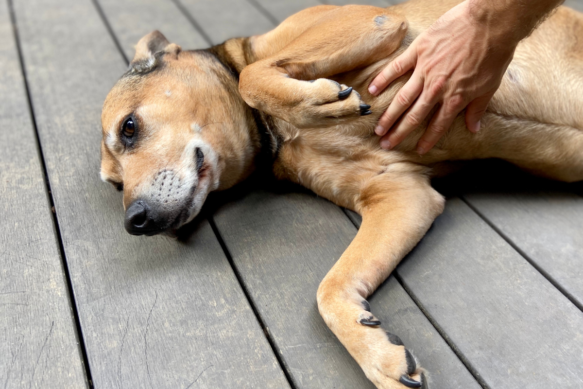 Gérer les peurs et phobies des animaux de compagnie 2 un grand chien beige allongé sur le flanc et une main le caresse