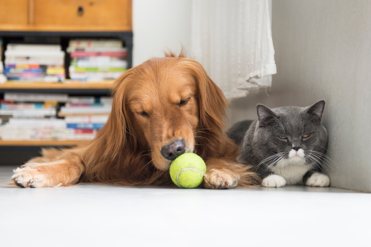 un grand chien beige couché à côté d'un chat gris renifle une balle de tennis