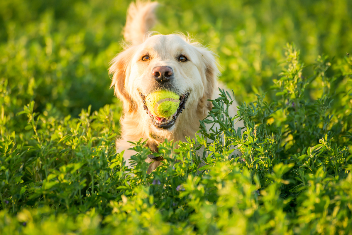 un grand chien beige couché dans l'herbe avec une balle de tennis dans la gueule
