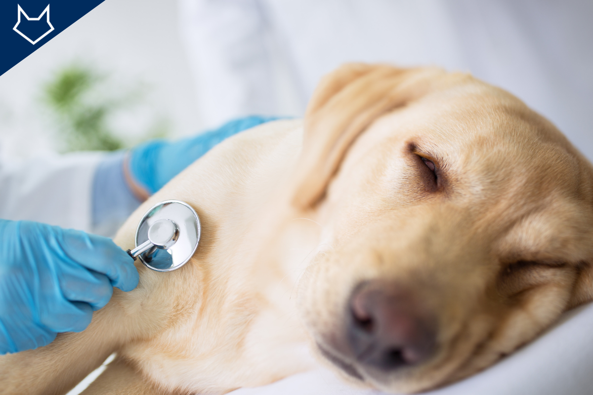un grand chien beige couché ferme les yeux et se fait ausculter