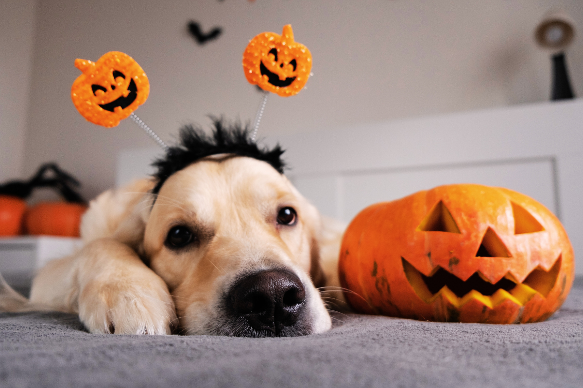 un grand chien beige couché portant un serre-tête de citrouilles halloween