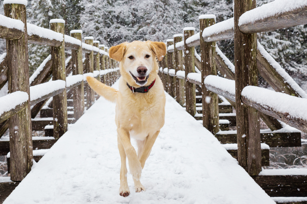 un grand chien beige court sur un pont enneigé en direction de l'objectif