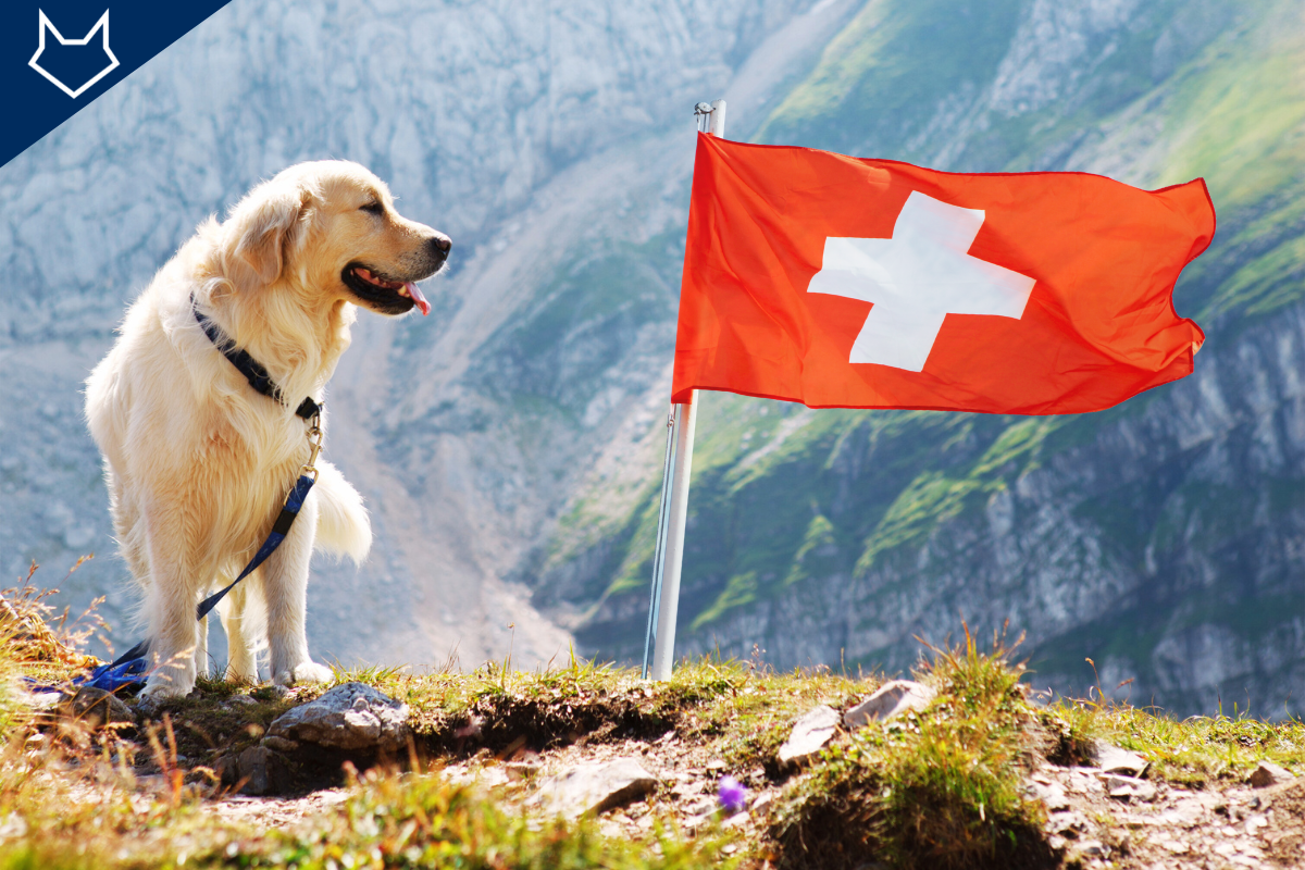 un grand chien beige dans la montagne à côté d'un drapeau planté au sol