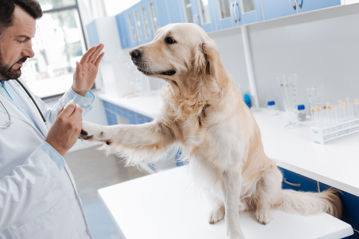 un grand chien beige donne la patte au vétérinaire qui l'examine