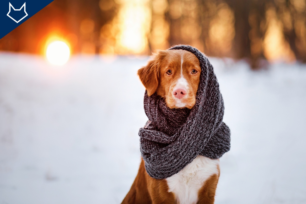 un grand chien beige et blanc assis dans la neige au premier plan avec une écharpe grise