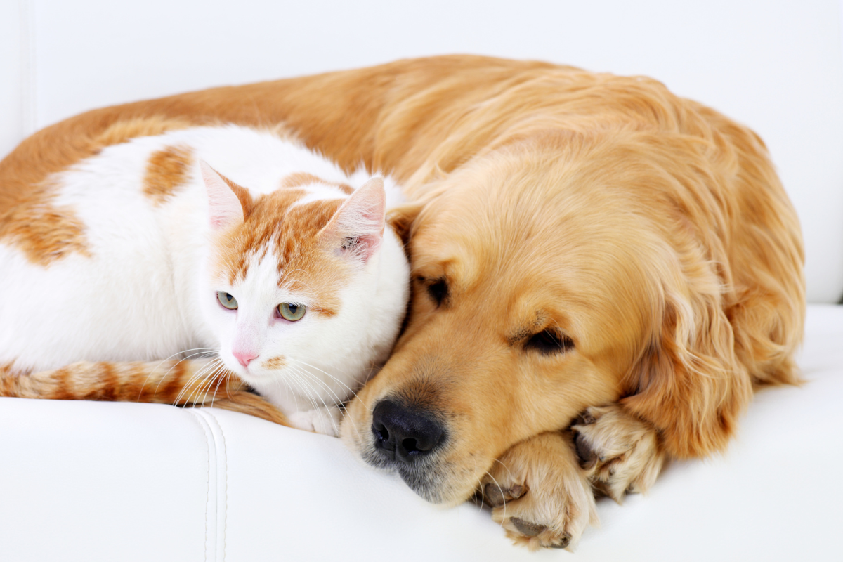 un grand chien beige et un chat blanc et roux couchés sur un canapés