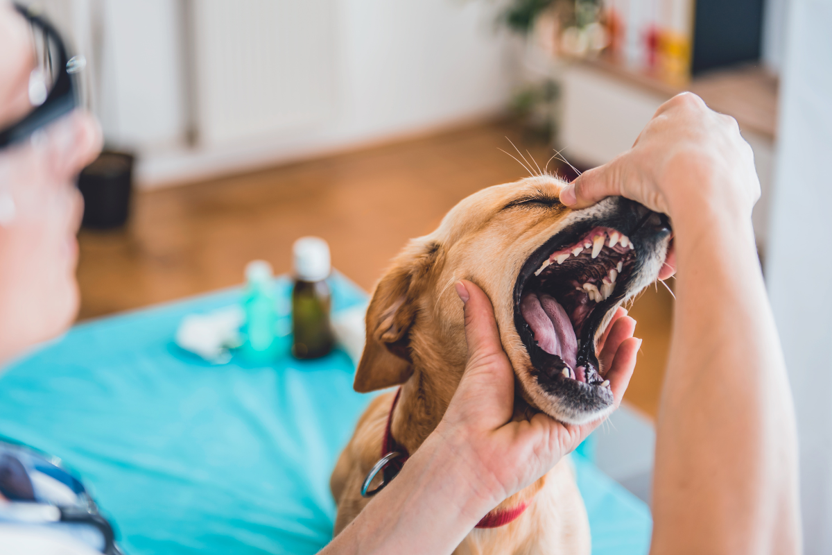 un grand chien beige se fait ausculter les dents par une vétérinaire qui le maintient la bouche ouverte