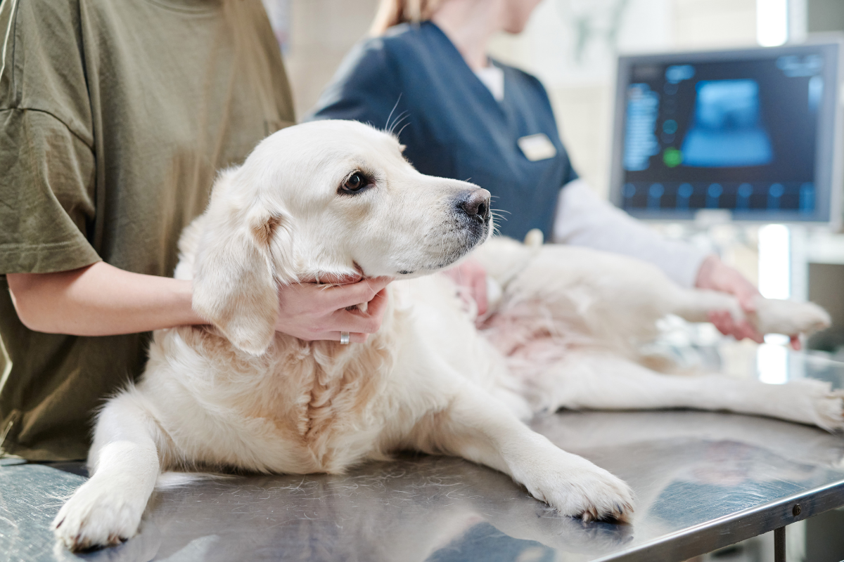 un grand chien blanc allongé sur une table d'auscultation se fait examiner la patte arrière