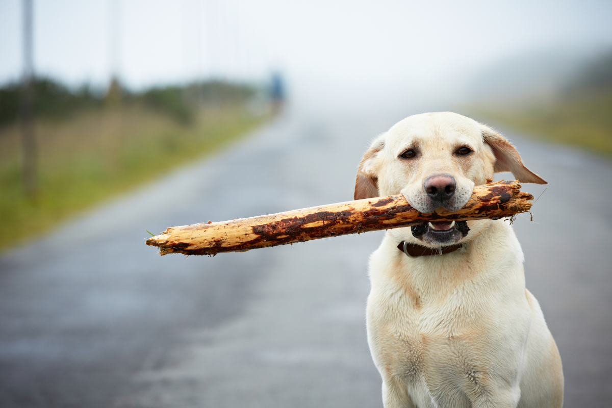 un grand chien blanc assis sur une route tient un très grand bâton de bois dans la bouche