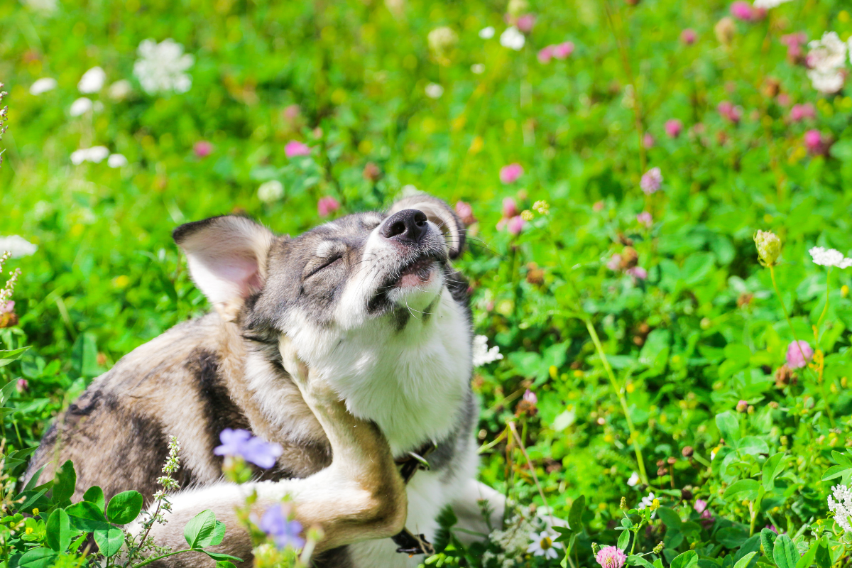 un grand chien blanc et gris se gratte le cou dans l'herbe fleurie