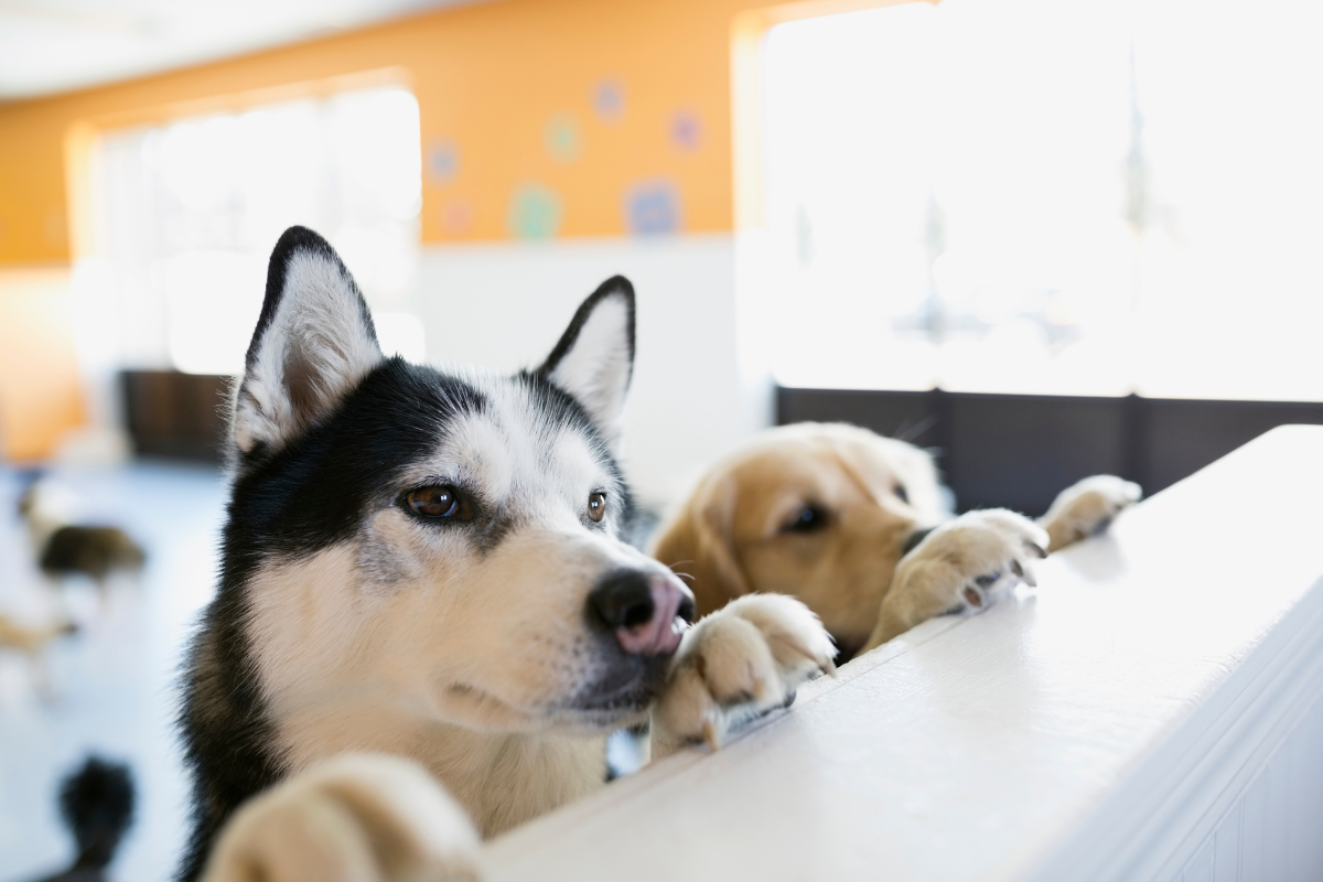 un grand chien blanc et noir et un chien beige sont debout devant un comptoir