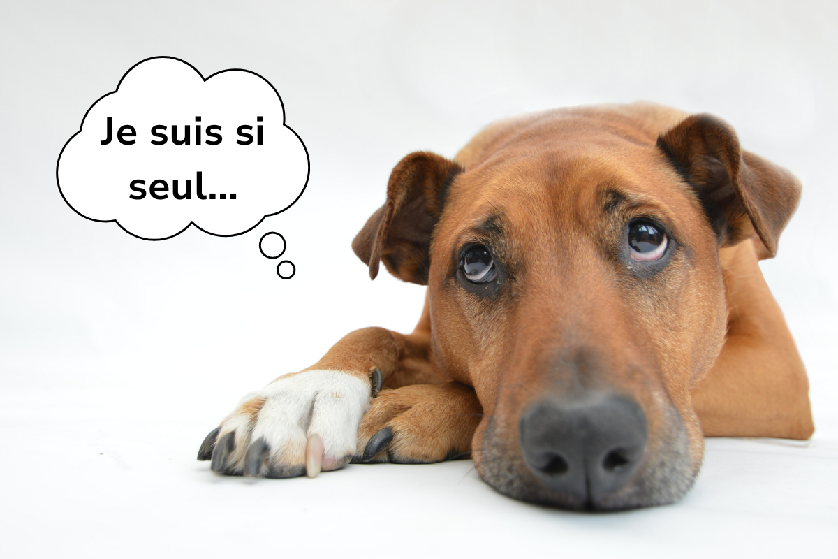un grand chien brun couché à l'air triste regarde vers la gauche et une bulle de dialogue dit Je suis si seul