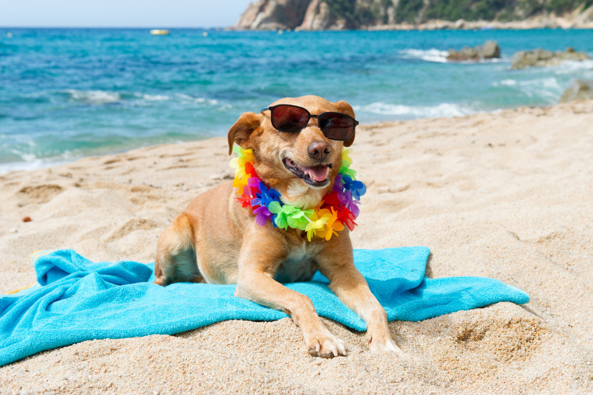un grand chien brun couché sur une serviette de plage bleue et portant un collier à fleurs et des lunettes de soleil