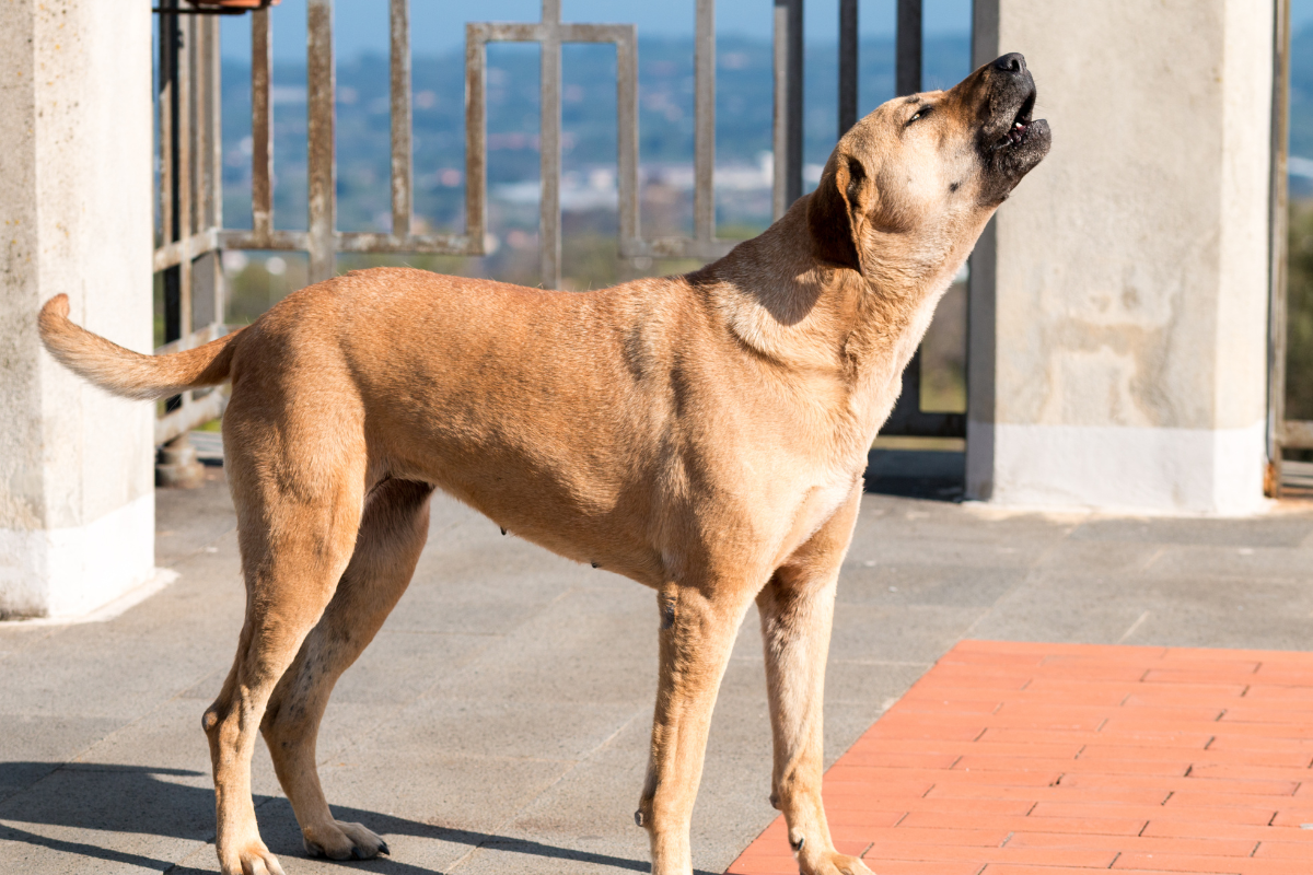 un grand chien brun hurle devant le portail d'une maison