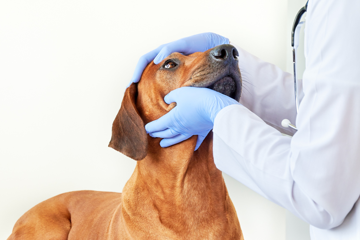un grand chien brun se fait examiner la tête par un vétérinaire qui porte des gants bleus et un stétoscope
