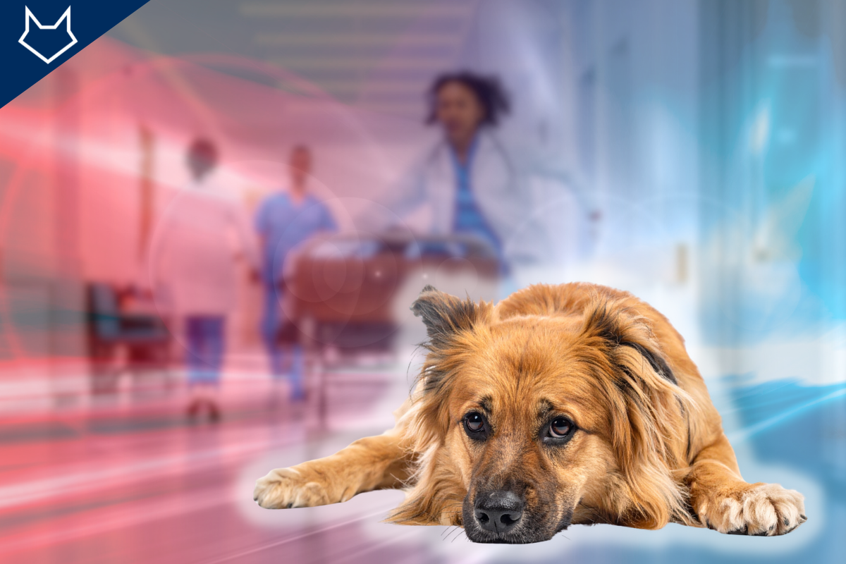 un grand chien est couché au premier plan et des personnes des urgences courent en arrière-plan