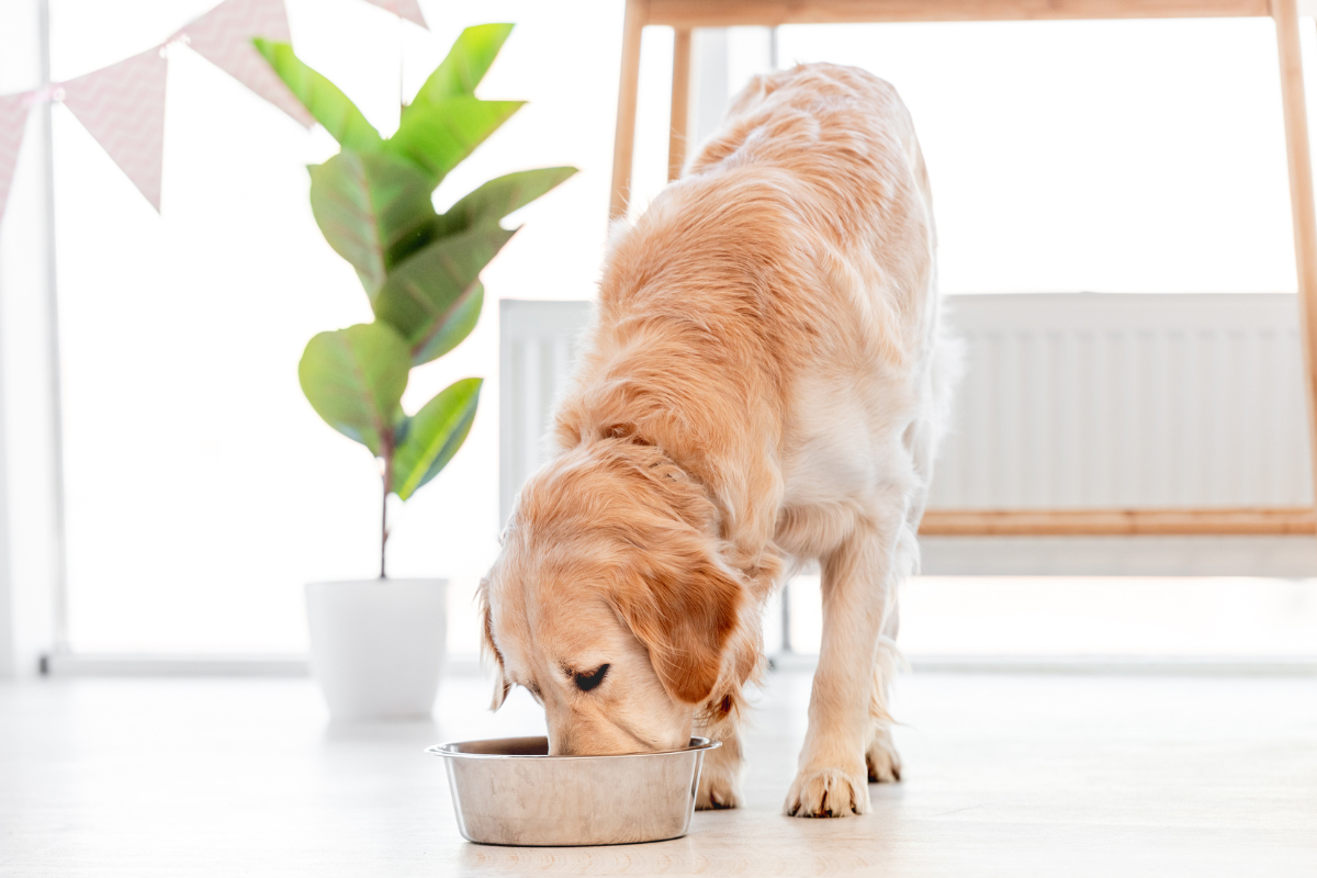 un grand chien golden retriever mange dans une écuelle