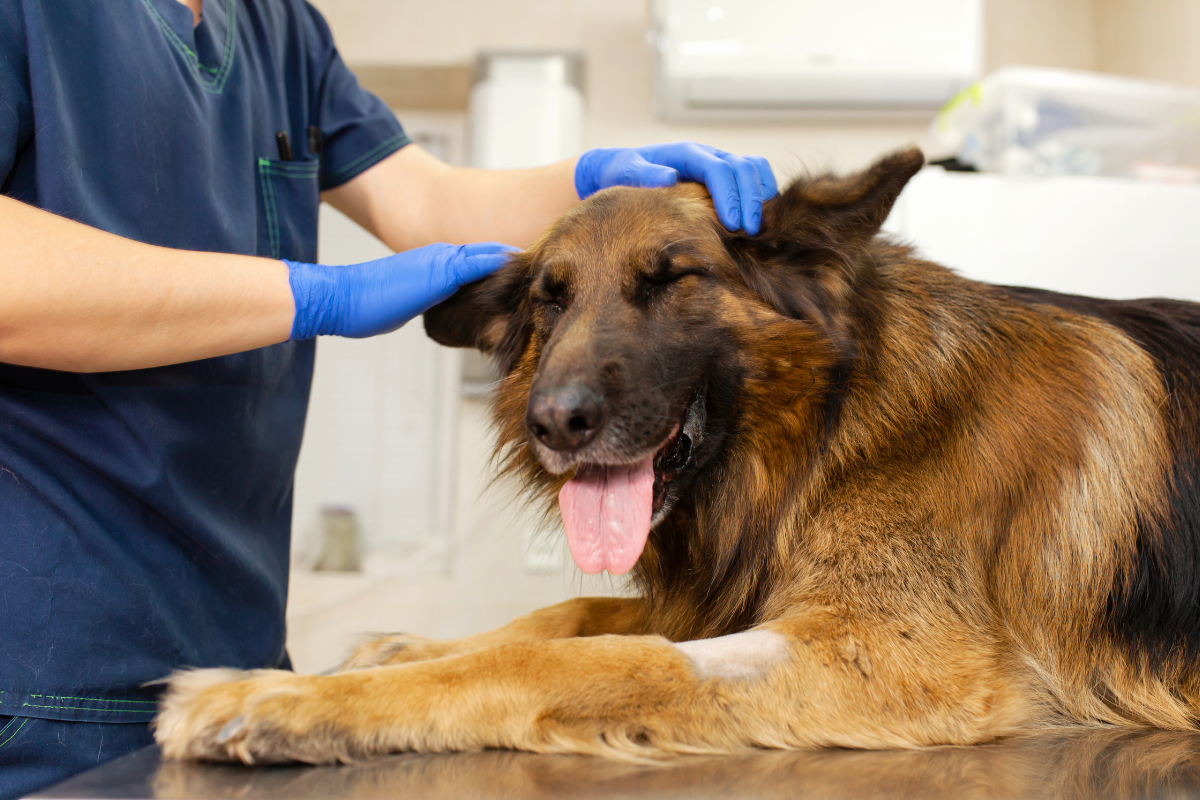 un grand chien marron se fait examiner par une vétérinaire