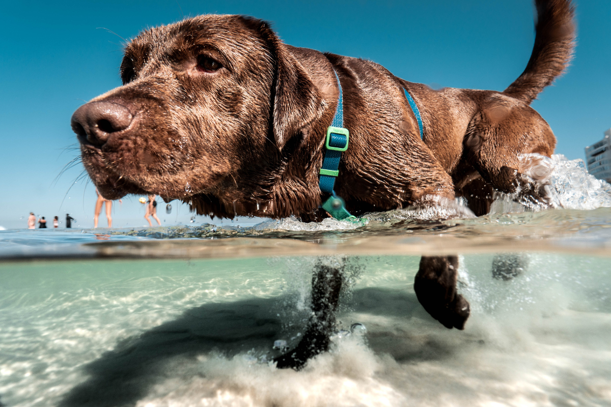 un grand chien marron vu de près à moitié dans l'eau sur une plage avec des baigneurs au fond