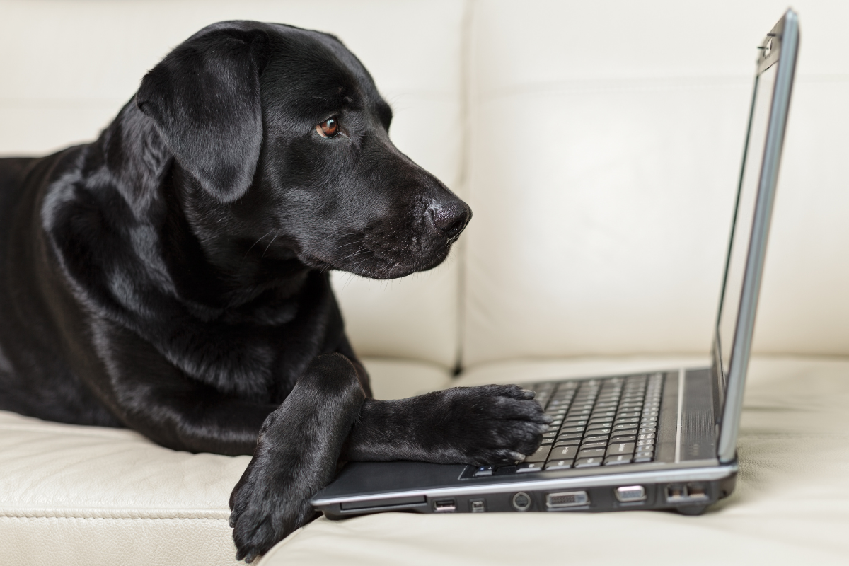 un grand chien noir les pattes croisées sur un ordinateur portable