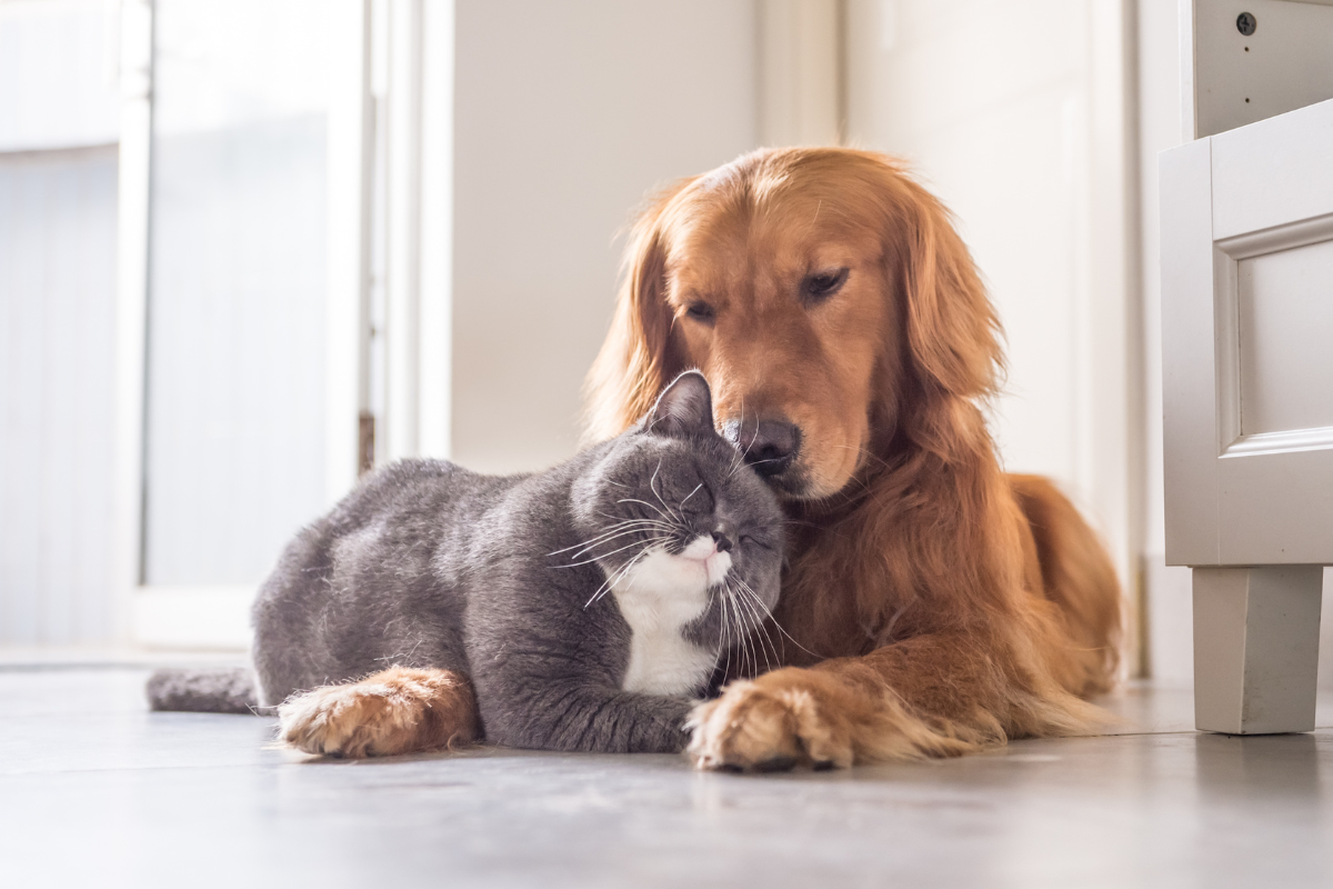 un grand chien roux à poils long et un chat gris au ventre blanc sont couchés l'un contre l'autre