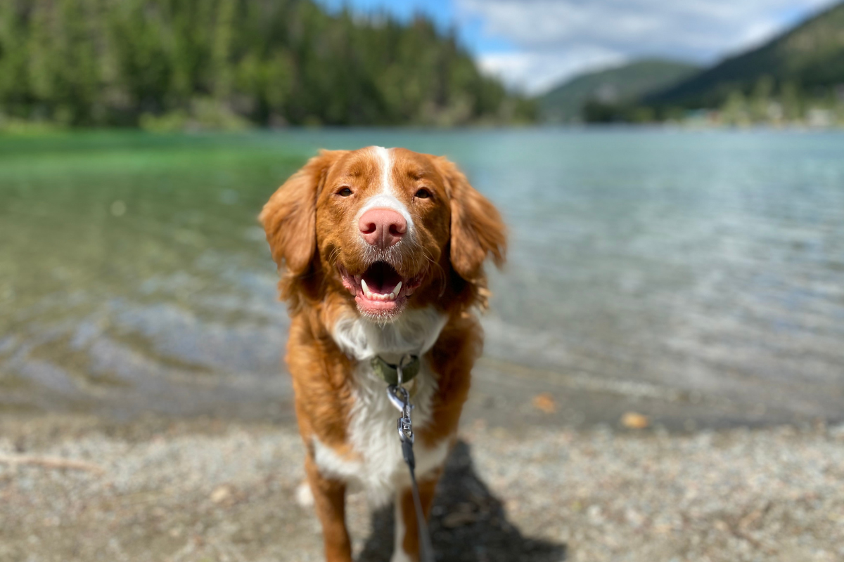 un grand chien roux et blanc devant un lac face à l'objectif