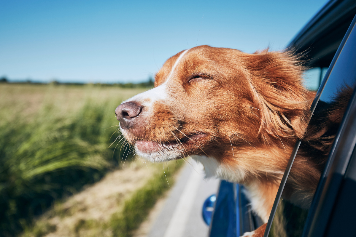 un grand chien roux qui sort la tête de la fenêtre d'une voiture et ferme les yeux