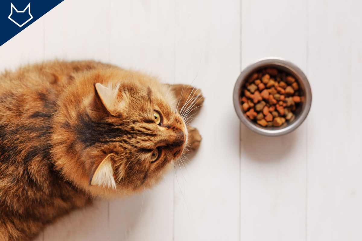 un gros chat roux vu du dessus en face d'une gamelle de croquettes