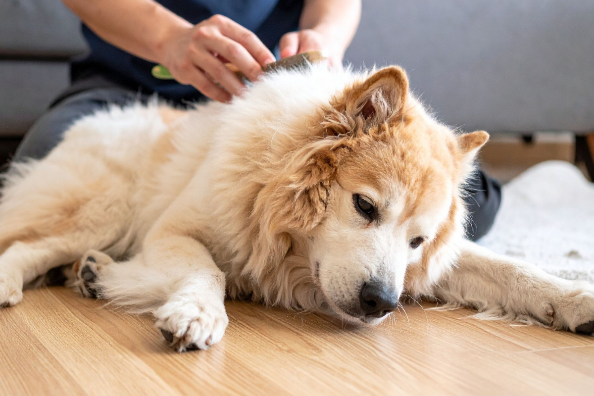 un gros chien beige à poil long couché se fait brosser