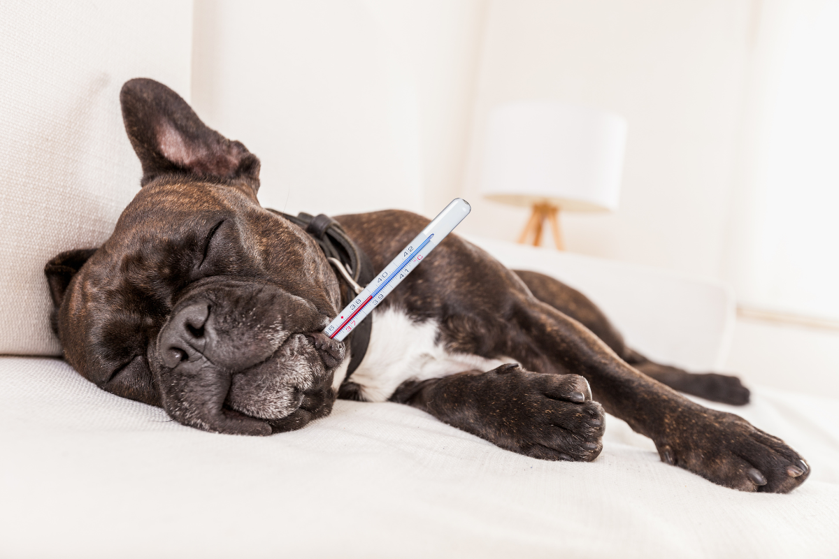 un gros chien marron couché dans un canapé ferme les yeux avec un thermomètre dans la bouche