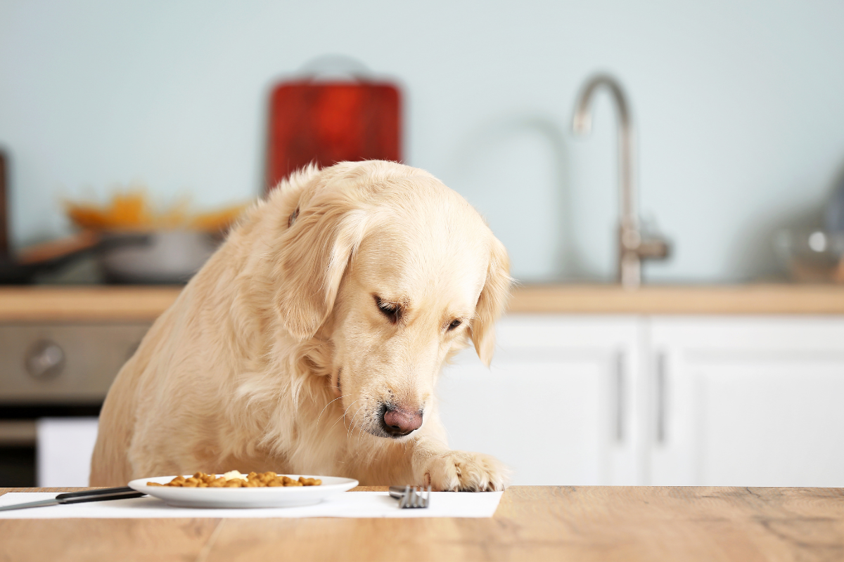 Nutrition du chien : pourquoi la courge est bénéfique… mais jamais les graines ! 2 un labrador assis à une table devant une assiette de croquettes