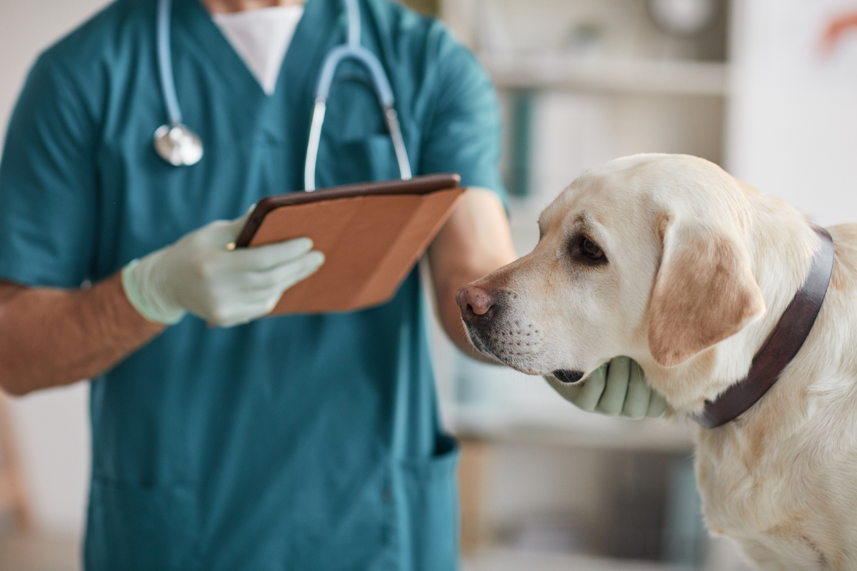 un labrador beige à droite de l'image se fait palper le cou par un vétérinaire tenant une tablette