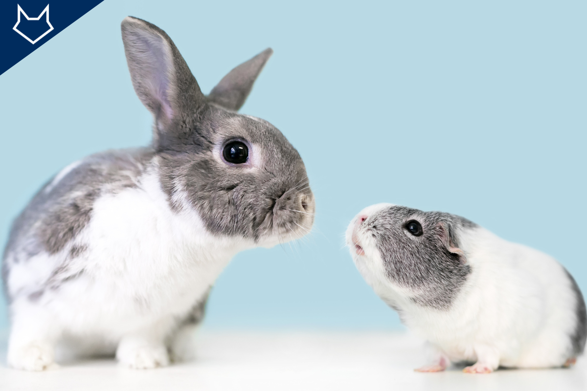 un lapin à gauche et un cochon d'Inde à droite tous les deux blancs et gris