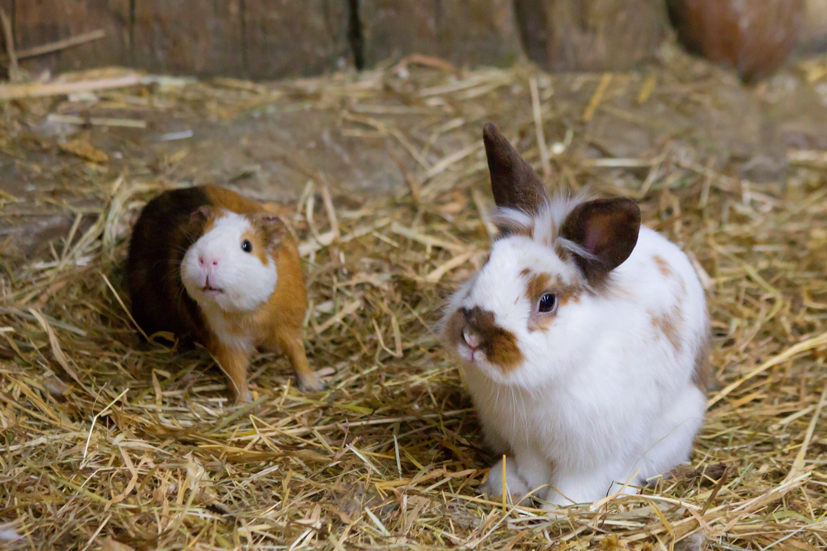 un lapin blanc et brun et un cochon d'Inde brun dans la paille