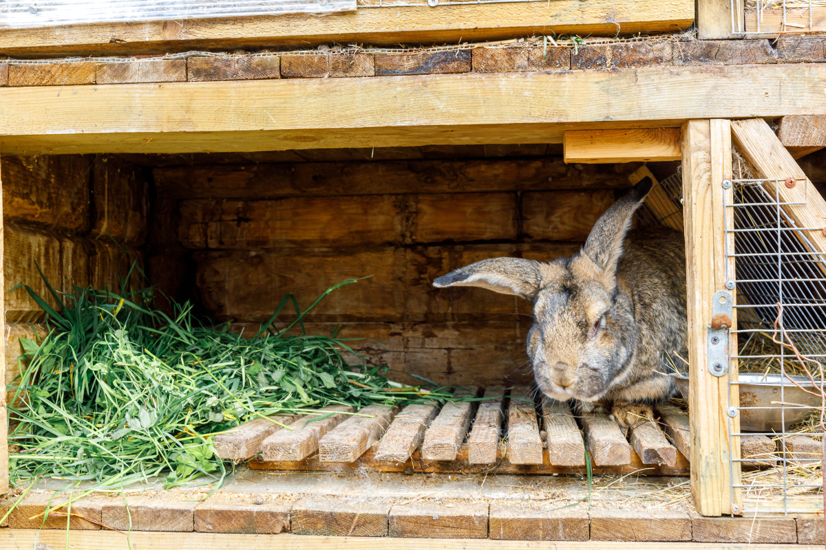 un lapin dans un enclos en bois avec de l'herbe verte