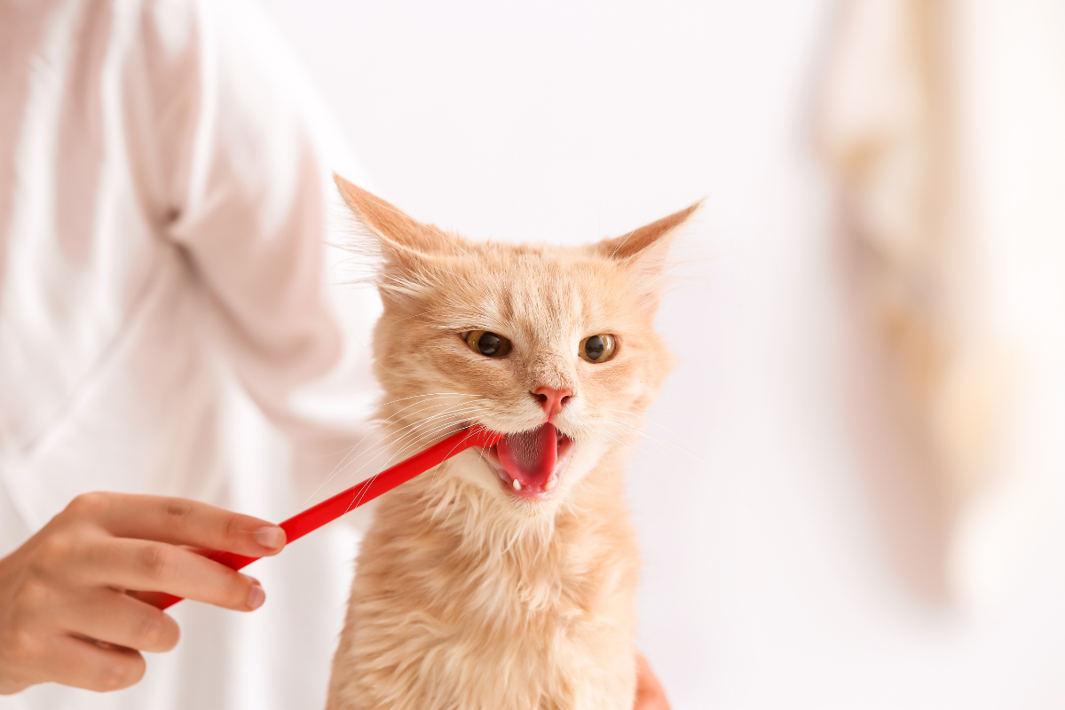 un petit chat se fait brosser les dents