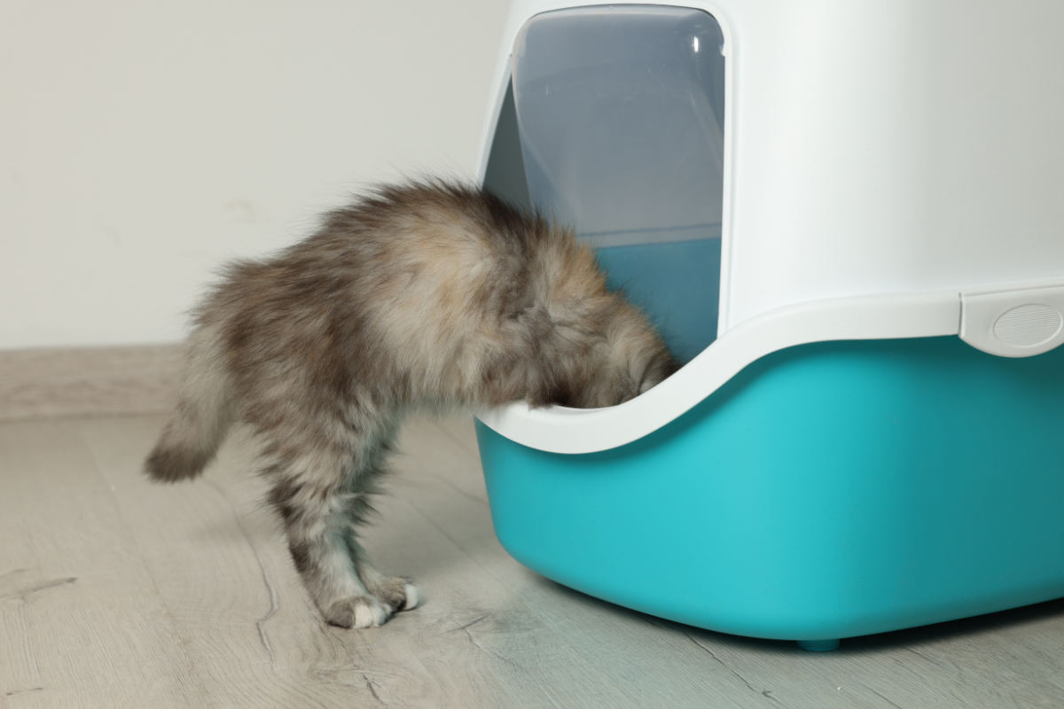un petit chaton enfonce sa tête dans un bac à litière fermé