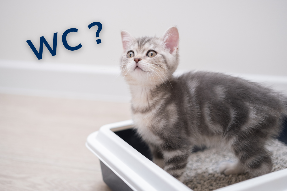 un petit chaton gris tigré dans une litière et à sa gauche écrit WC