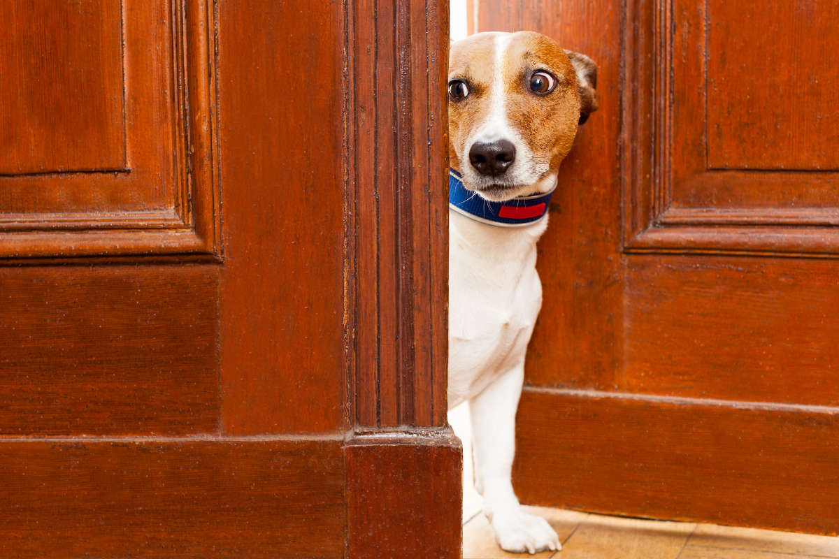 un petit chien avec un collier assis dans l'entrebâillement d'une grande porte en bois