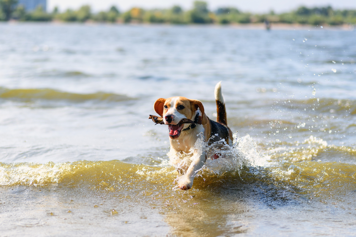 un petit chien beagle saute dans des petites vagues et rapport un bâton dans la gueule