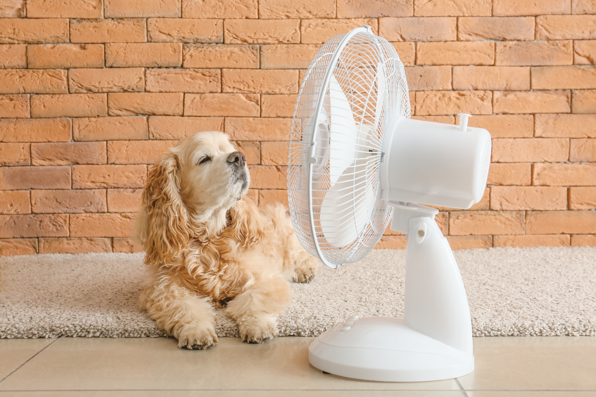 un petit chien beige à poils longs se rafraîchit devant un ventilateur couché sur un tapis devant un mur