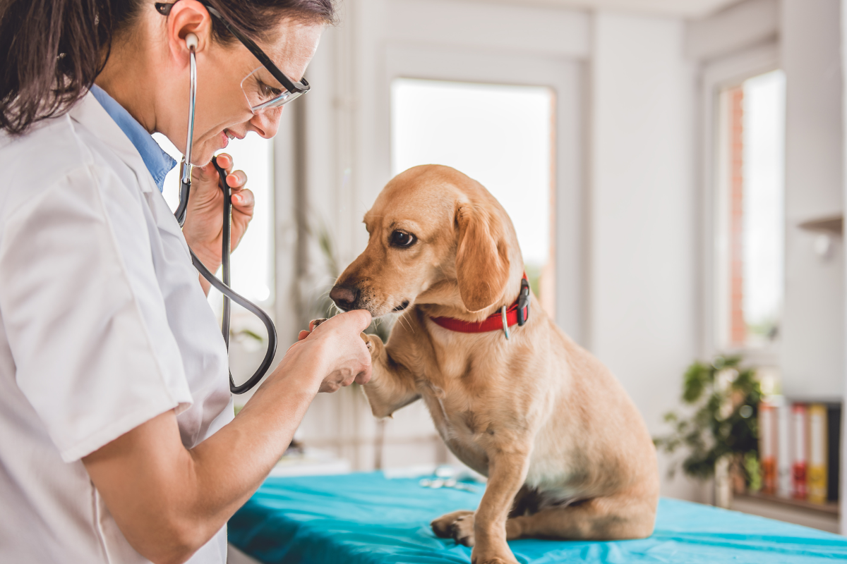 un petit chien beige assis donne la patte à une vétérinaire qui l'ausculte avec un stéthoscope