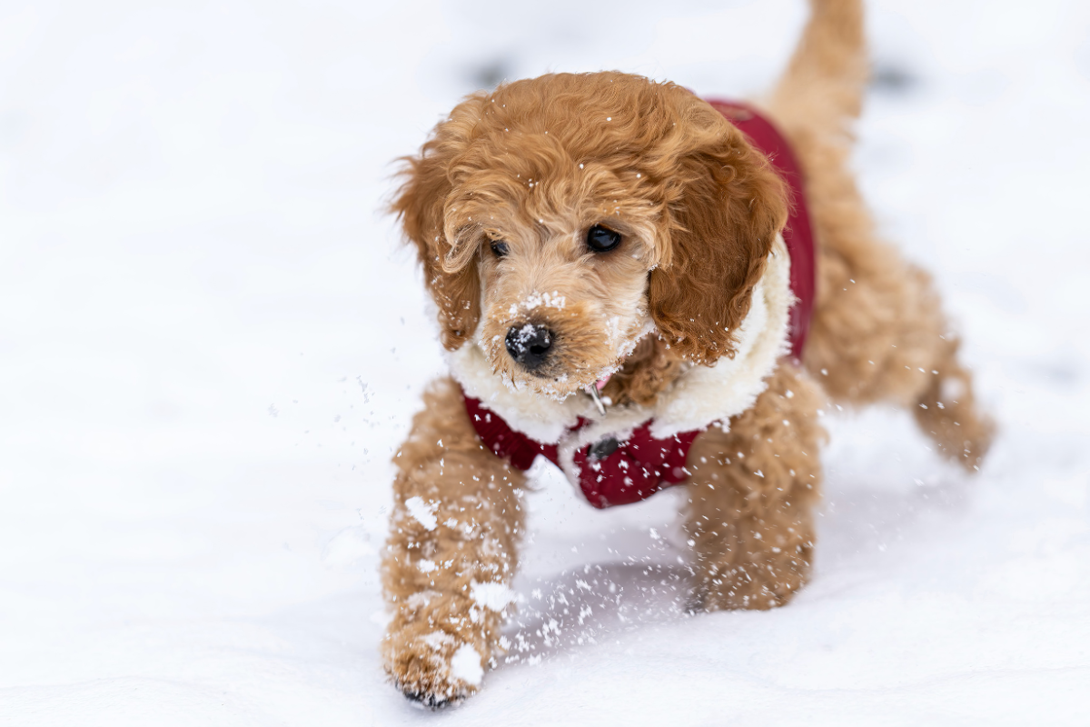 un petit chien beige marche dans la neige avec un manteau rouge