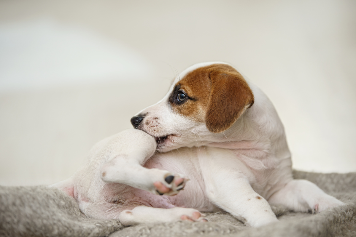 un petit chien blanc avec une tache brune sur la tête se mordille la patte arrière
